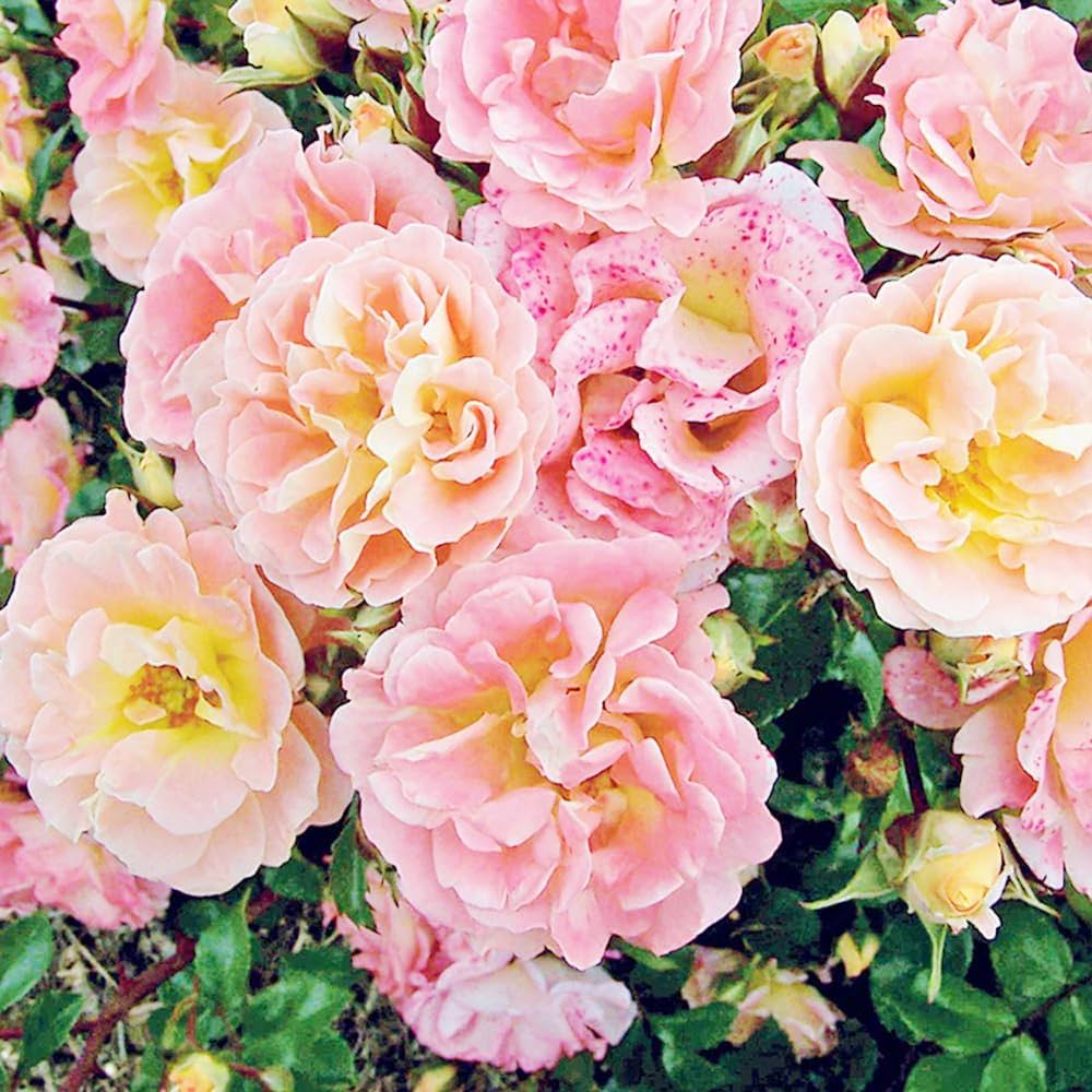 バラ苗　ドリフトローズ ピーチドリフト Amazon | バラ 苗 ドリフトローズ 【ピーチドリフト (修景バラ